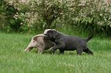CANE CORSO 1048